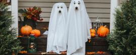 Dog dressed up for Halloween