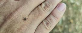 Tick crawling on a person's hand