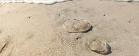 Jellyfish on the beach