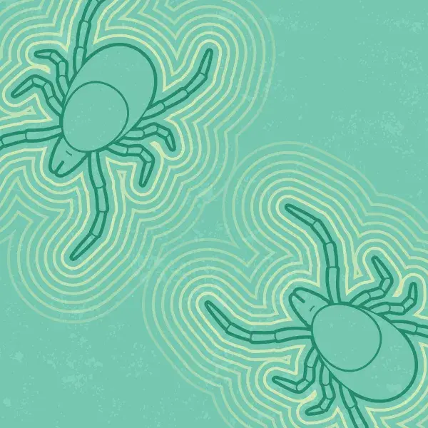 Graphic showing two ticks