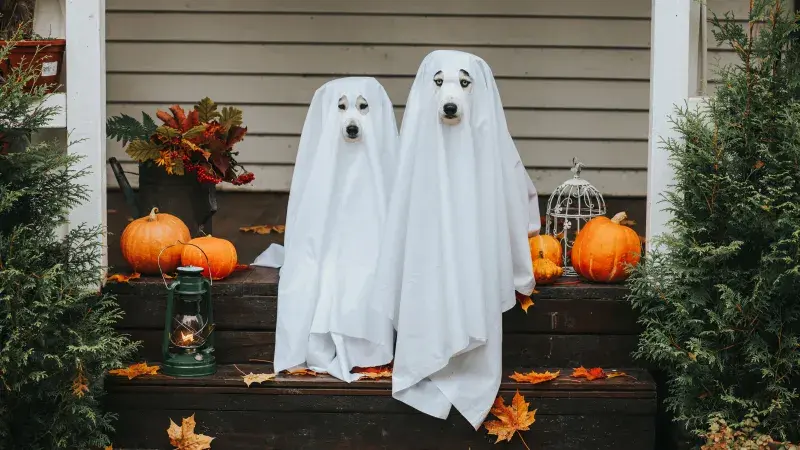 Dog dressed up for Halloween