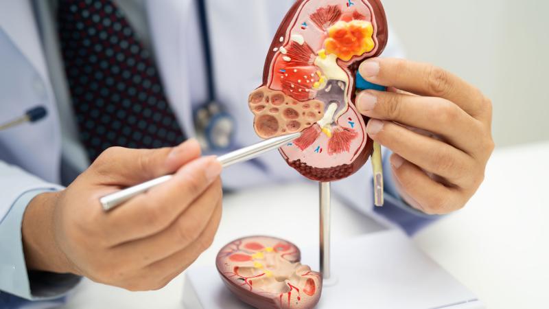 Practitioner shows a model of a kidney