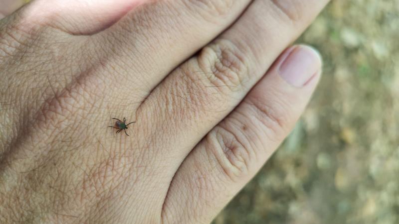 Tick crawling on a person's hand