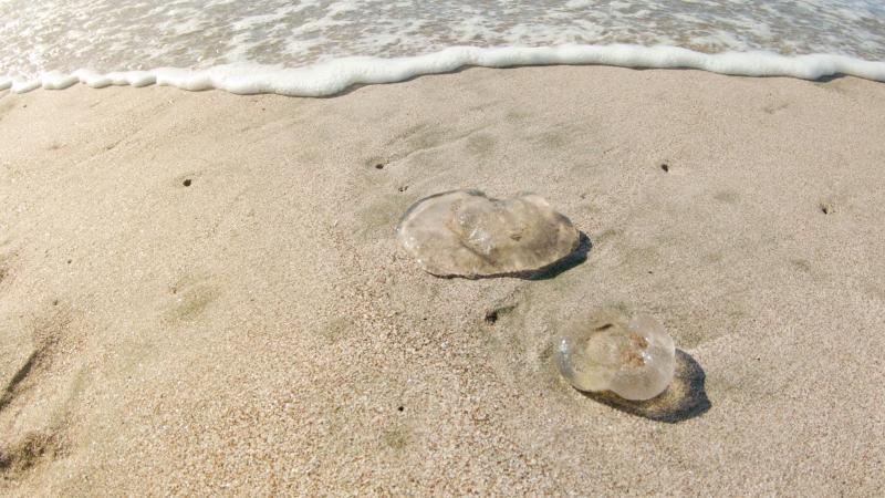 Jellyfish on the beach