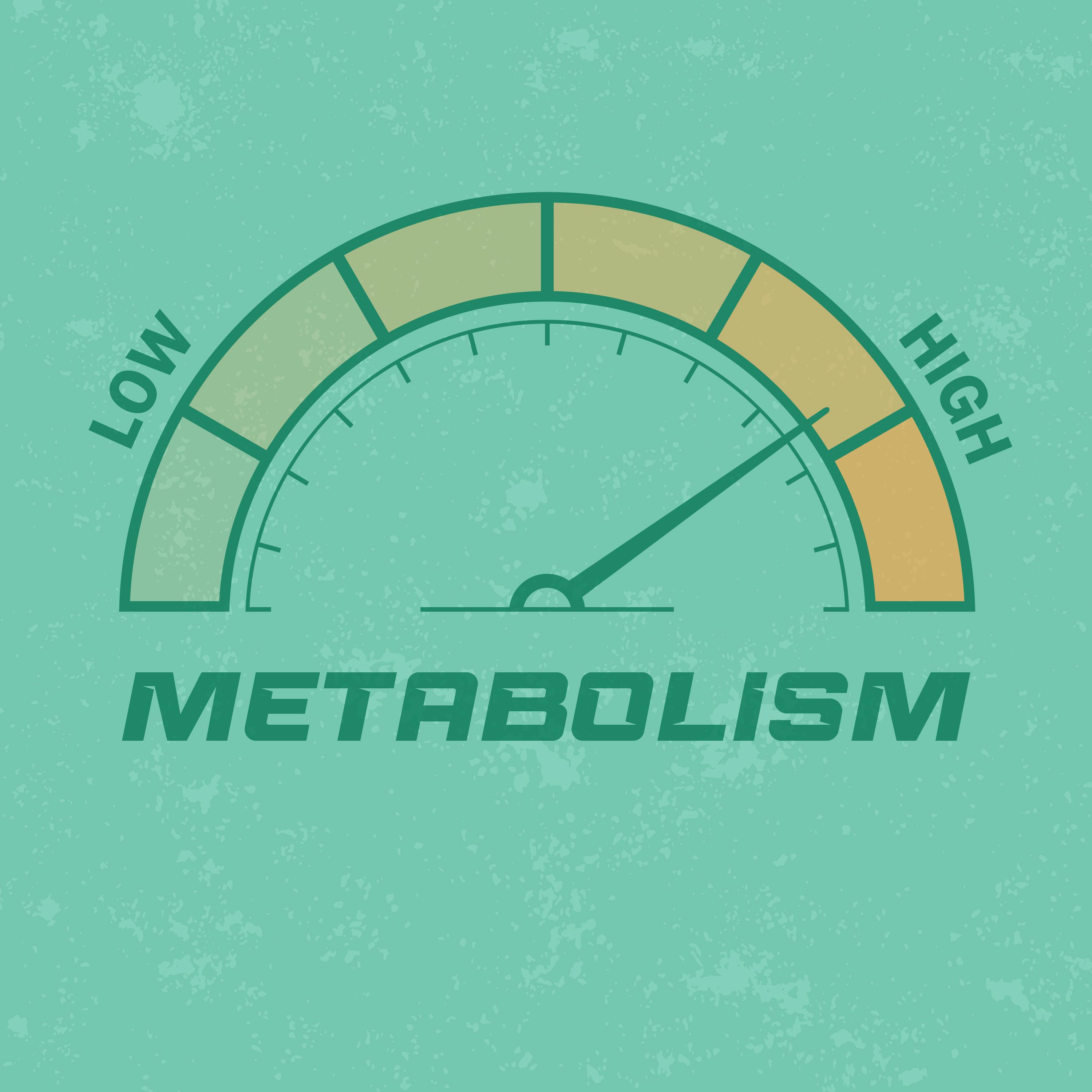 Metabolism graphic that looks like a speedometer