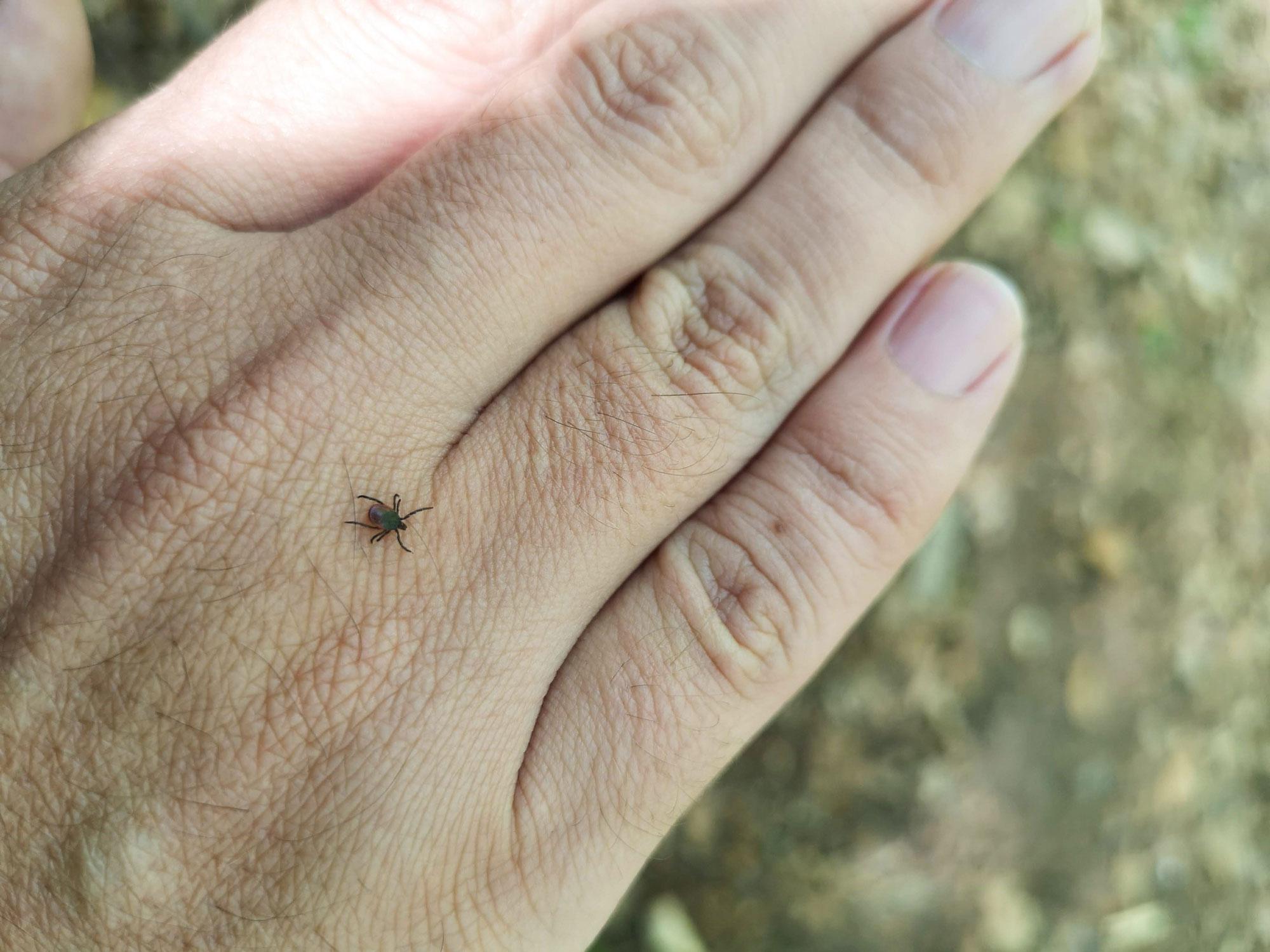 Tick crawling on a person's hand