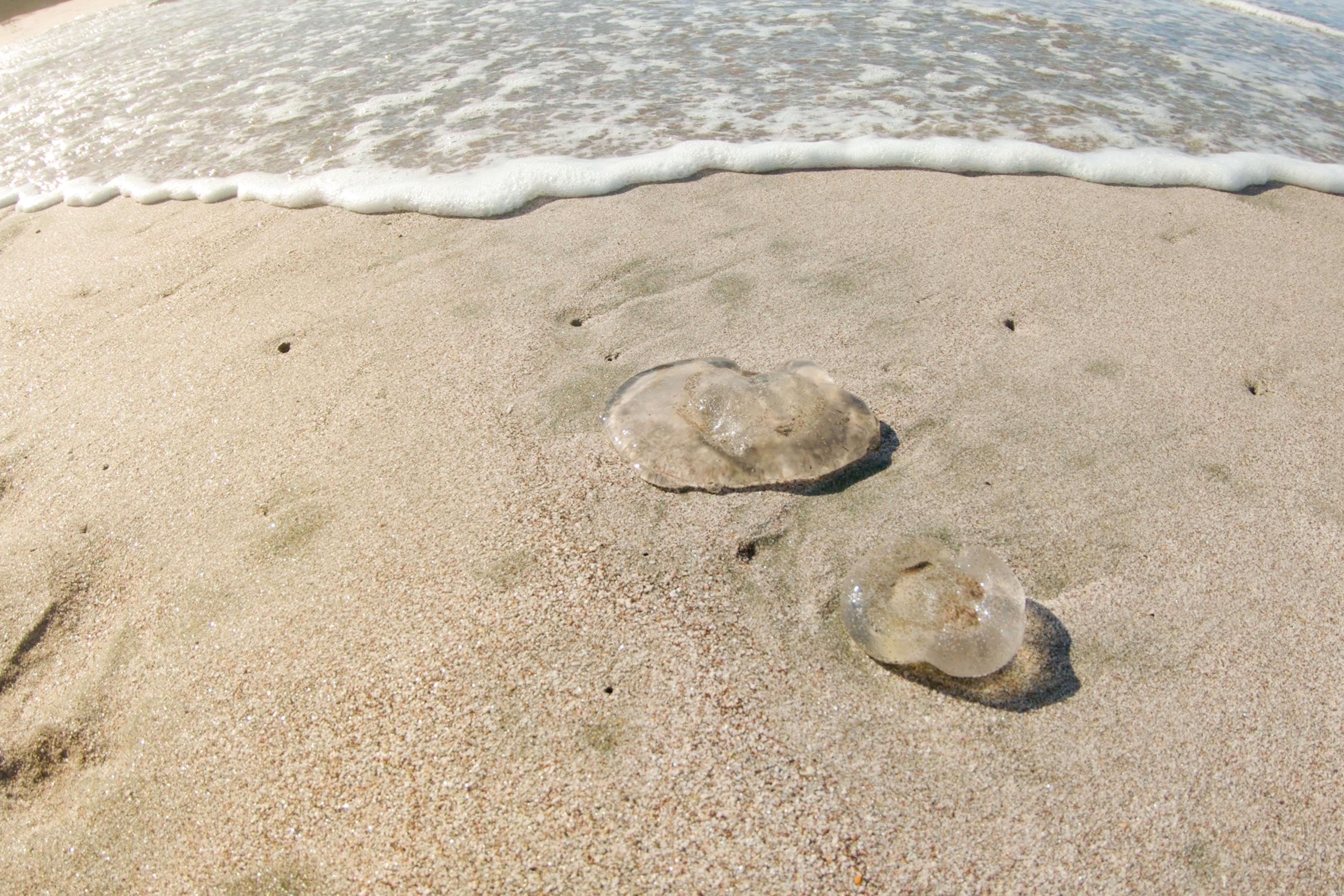 Jellyfish on the beach