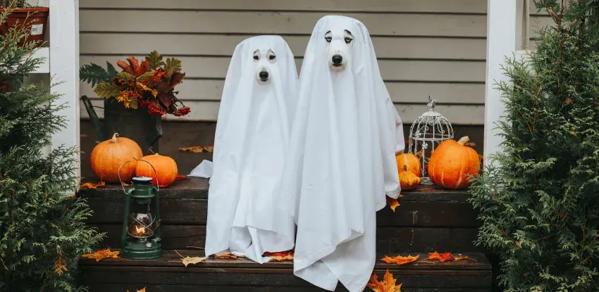 Dog dressed up for Halloween