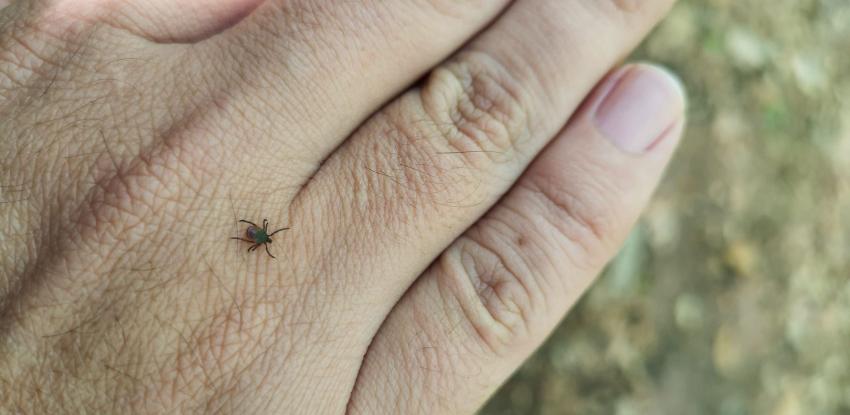 Tick crawling on a person's hand