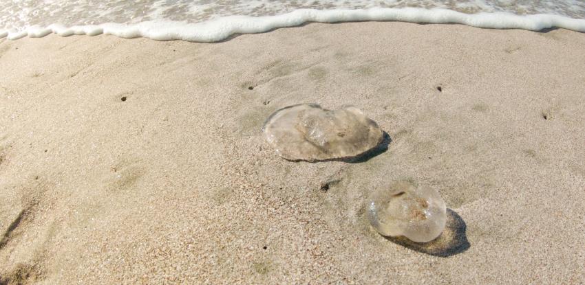Jellyfish on the beach