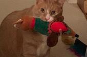 Cat with a toy