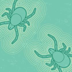 Graphic showing two ticks