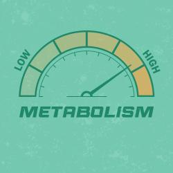 Metabolism graphic that looks like a speedometer