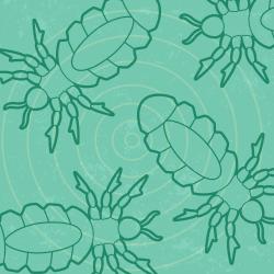 Graphic of lice